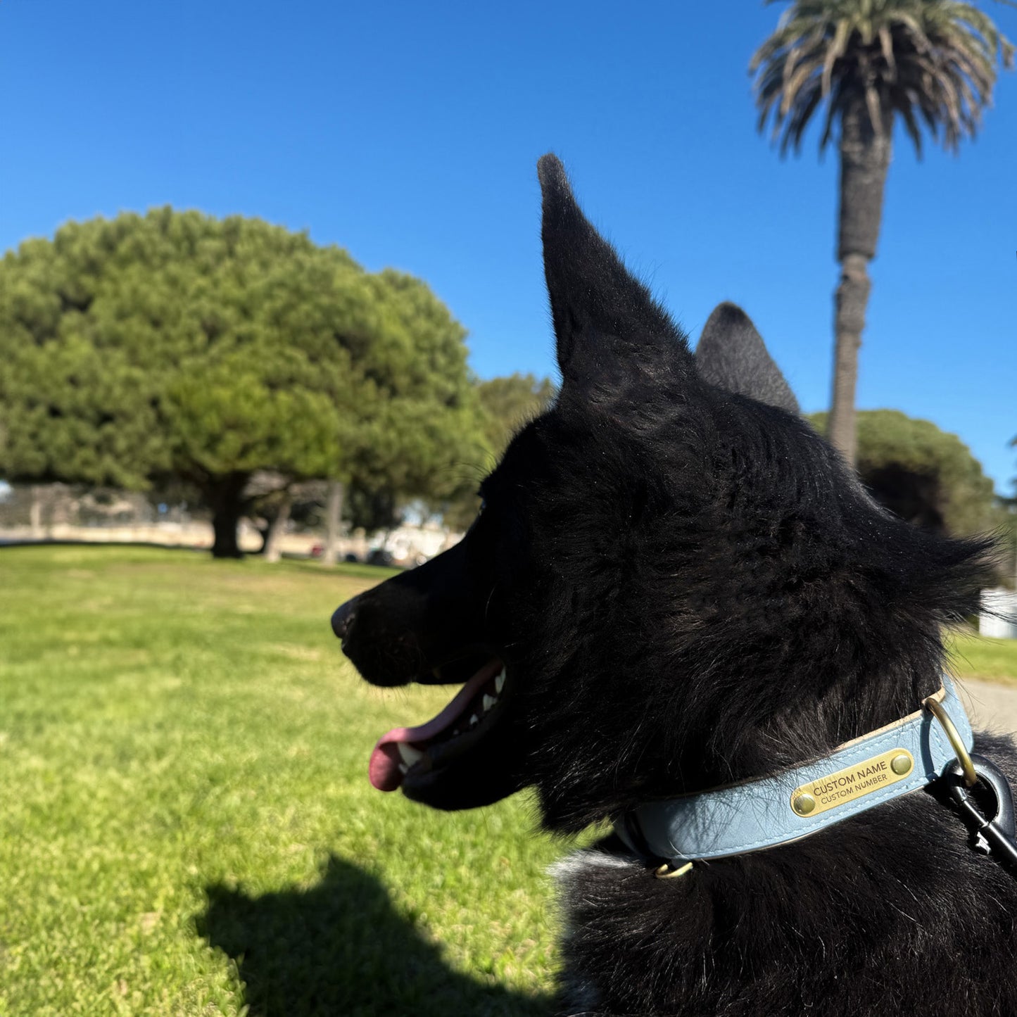 dog wearing custom dog collar with attached leash at dog park